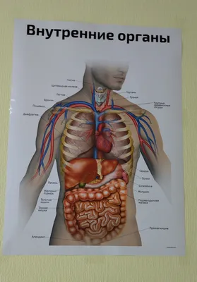 Внутренние органы тучных мужчин и женщин Векторное изображение ©Pikovit  308956356