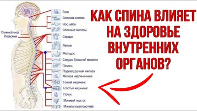 Внутренние органы человека PNG , Человеческая ткань, орган, Медицинское  лечение PNG картинки и пнг PSD рисунок для бесплатной загрузки