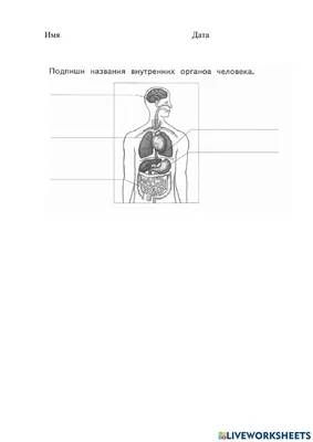 Деревянный пазл анатомия «Внутренние органы человека»