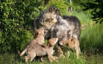 Семья волков с волчатами, любовь, …» — создано в Шедевруме