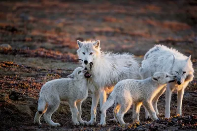 Фигурка Schleich Самка волка с волчатами 42472 | AliExpress