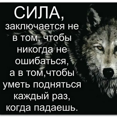 Скачать обои "Волки" на телефон в высоком качестве, вертикальные картинки  "Волки" бесплатно