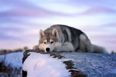 Волки красивые картинки (43 лучших фото)