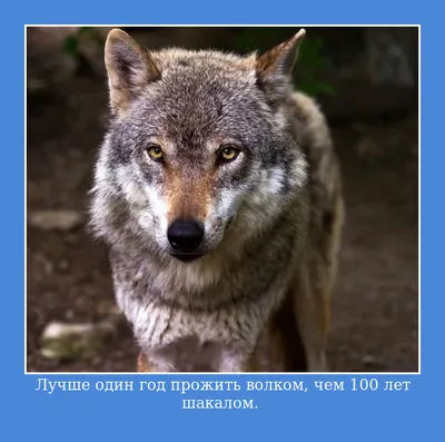 Цитаты волка🐺: мемы со смыслом