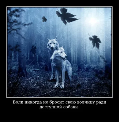 Цитаты волка🐺: мемы со смыслом