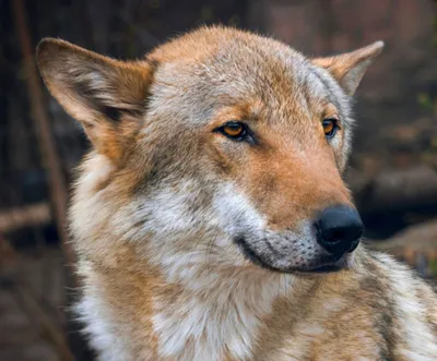 Картинки с волками - оскал волчьей пасти (красивые фото)