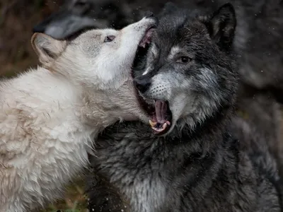 Красивые обои с волками - 32 фото