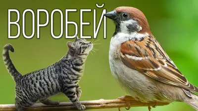 Воробьи, как единица измерения