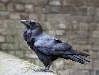 Чем можно кормить ворона? Можно ли завести ворона как домашнего питомца?