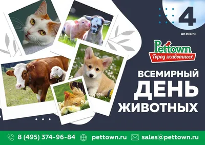 Всемирный день кошек🐾 Поздравляем всех кошковладельцев и кошколюбов! |  Островок надежды | Дзен