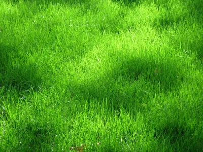 зеленая трава Hd обои скачать обои, картина зеленой травы, трава, зеленый  фон картинки и Фото для бесплатной загрузки
