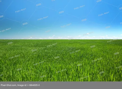 Трава, grass, texture, текстурыы и фоны травы, зеленая трава