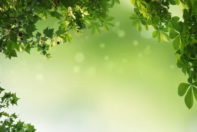 Зеленый лист фон зеленая фотография природа И картинка для бесплатной  загрузки - Pngtree