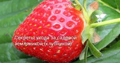 Творожок ПРОСТОКВАШИНО с клубникой и земляникой 3,6% без змж – купить  онлайн, каталог товаров с ценами интернет-магазина Лента | Москва,  Санкт-Петербург, Россия