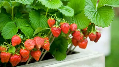 Секреты ухода за садовой земляникой (клубникой). Посадка, выращивание,  размножение. Фото — Ботаничка