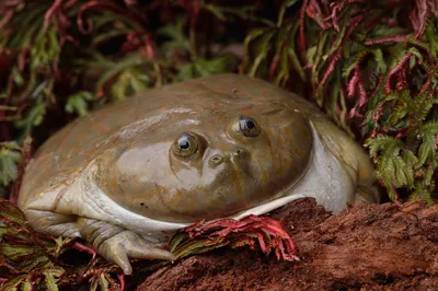 Чем жаба отличается от лягушки? Почему это важно знать в сезон шашлыков и  дач? | Пикабу