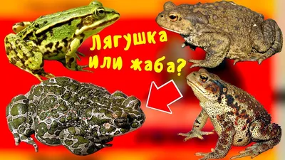 Ирина Жабовна | Музей Лягушек и Жаб «МуЛяЖ»