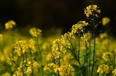 Статьи » Что означают желтые цветы