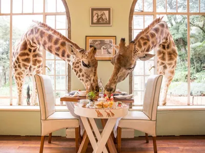 Giraffe Manor – самый известный отель с жирафами