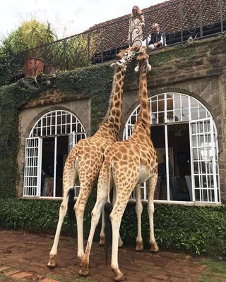 Кения. Завтрак с жирафами в Giraffe Manor! — Елена Курчавова на 