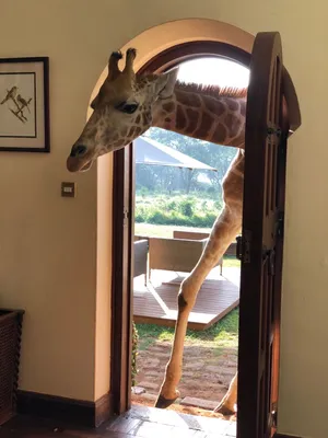 Туры в отель с жирафами в Кении (Giraffe Manor) от Планета-Топ