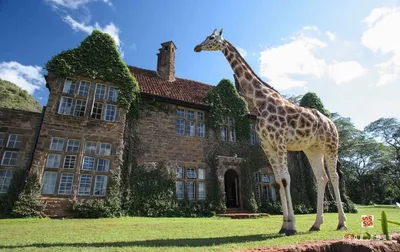 Завтрак с Жирафами в Giraffe Manor, Kenya - Katya Mukhina - wedding  photographer, Canon Ambassador