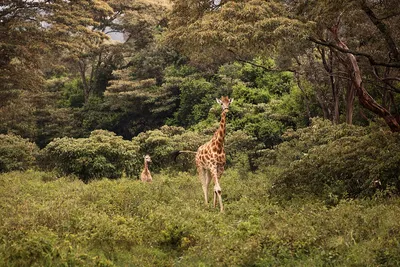 Люксовый отдых с жирафами в придачу - Журнал Cozycozy