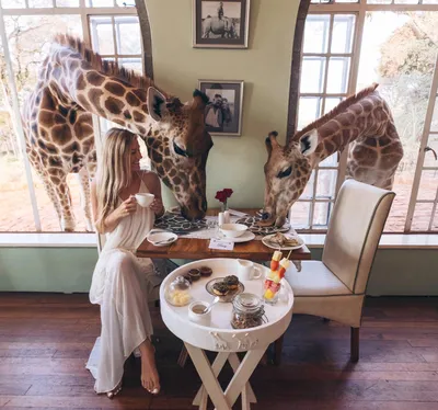 Завтрак с жирафами, обед с носорогами, и еще 5 способов общения с животными  в Африке | Африка | Дзен