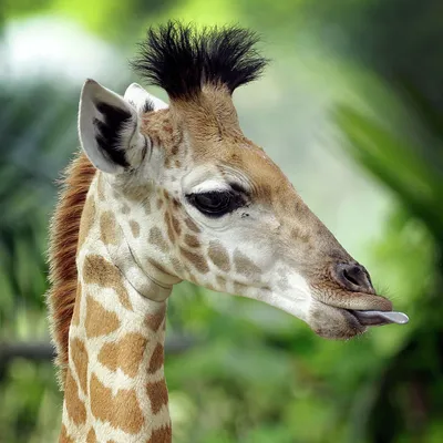 Отель в Великобритании предложит гостям завтрак с жирафами - РИА Новости,  