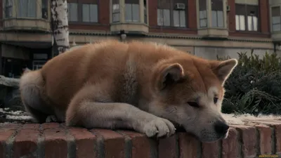 Присмотр за животными Москва / Уход за животными / Услуги Москва |  