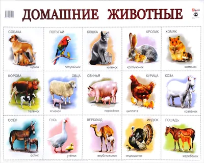 Фигурки животных для детей Дикие животные Играем вместе набор 8шт - купить  с доставкой по выгодным ценам в интернет-магазине OZON (261966335)