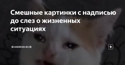 Картинки с надписями и всякие жизненные фразы  - ЯПлакалъ | Надписи,  Картинки, Кошки