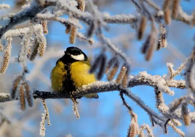 Красивая зимняя природа - 76 фото