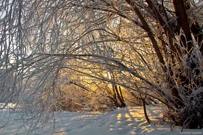 Зимняя природа | Блог  Путешествия отчеты сплавы лыжные походы  красивые фотографии Дед Виталя