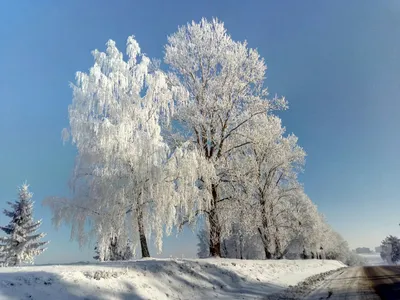 Красивыми снимками зимней природы Ленобласти поделился фотограф из  Петербурга | 