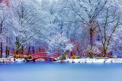 Пейзаж зимней природы с деревьями - обои на рабочий стол