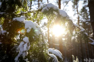 Красота зимней природы, зимний пейзаж…» — создано в Шедевруме