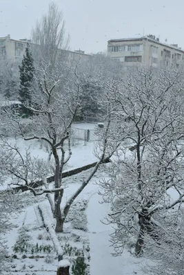 С зимним приветом! Из Севастополя ❄️❄️❄️ — Татьяна Зорова на 