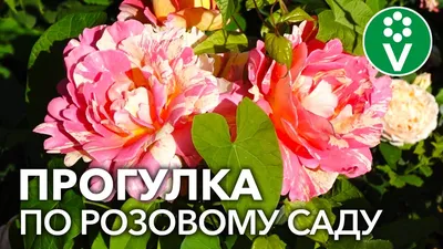 Райский сад Розы, саженец, многолетнее растение