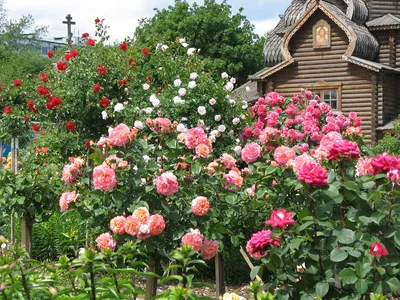 Сад роз Jardin des Plantes раскрывает свои прекрасные цвета -  