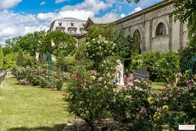 Сад роз Jardin des Plantes раскрывает свои прекрасные цвета -  