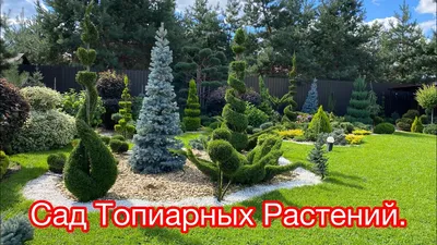 Сад топиарных Растений. Eva Topiary garden. Мой сад, давно вам не  показывала как он подрос. - YouTube