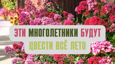 5 самых неприхотливых многолетних цветов, которые украшают мой сад в июле.  Названия, описания, фото — Ботаничка