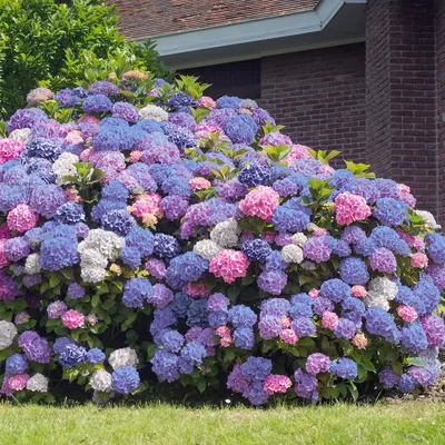 Многолетние садовые цветы кустовые - красивые фото