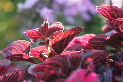 10 многолетних цветущих растений для сада и дачи: посадил и забыл | myDecor