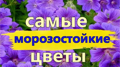 Купить многолетние садовые цветы |  - цены ниже