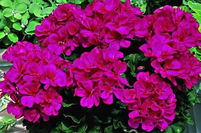 Бархатцы – самые популярные садовые цветы... - посадка, уход, фото, как  вырастить и собрать урожай - «Блог Флориум.юа» 2023