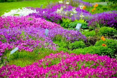 Высокие кустовые садовые цветы многолетники - 72 фото