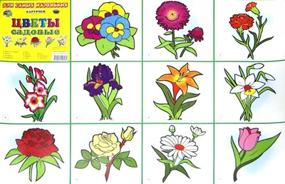 Купить Картинка Садовые цветы оптом в Украине: цена, описание,  характеристики › Flowers Decor