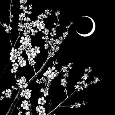 Сакура черно белая картинка - 53 фото